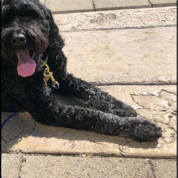 Meet your Posher, Teah - Picture 1 of 1